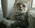 Кошки в Ливны: Кошечка-волчица ищет дом, Бесплатно - фото 3