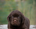 Собаки в Бронницах: Щенок лабрадора, 45 000 руб. - фото 1