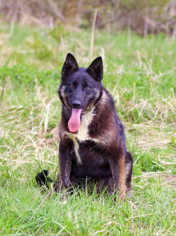 Собаки в Наро-Фоминске: Девочка, щенок, подросток Девочка, Бесплатно - фото 6