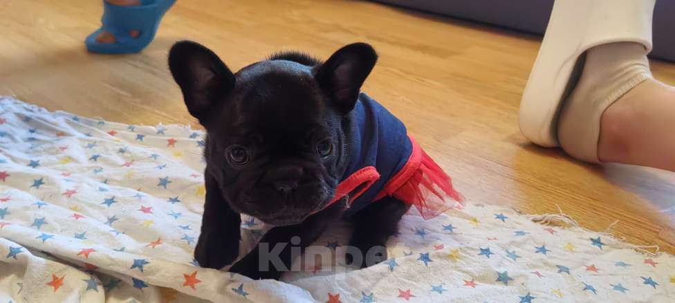 Собаки в Петропавловске-Камчатском: Щенки Французского бульдога Мальчик, Бесплатно - фото 3
