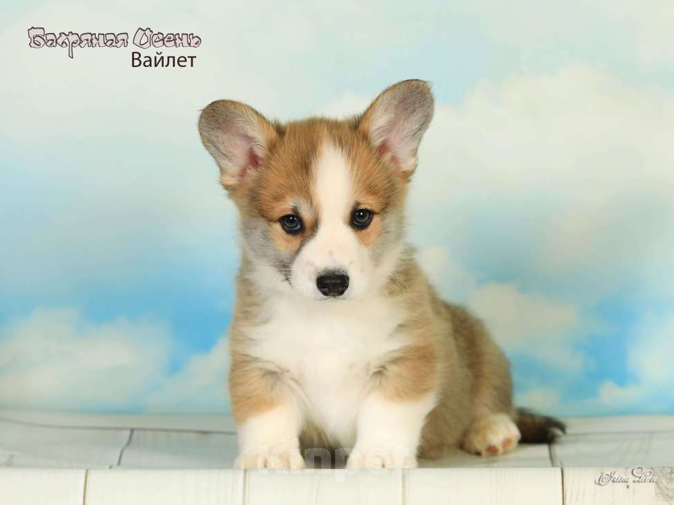 Собаки в других городах Московской области: Продается мальчик вельш корги пемброк Мальчик, 50 000 руб. - фото 2