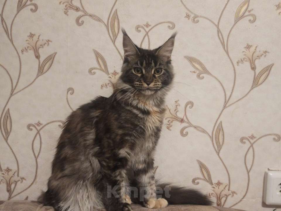 Кошки в Барнауле: Продажа котят Девочка, 25 000 руб. - фото 1