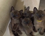 Кошки в Самаре: Котята бурманской породы Мальчик, 35 000 руб. - фото 2