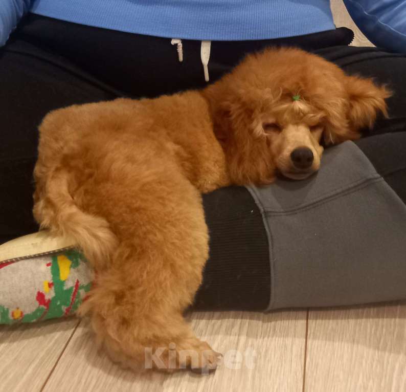 Собаки в Москве: Неймар Звезда Олимпа Мальчик, 60 000 руб. - фото 2