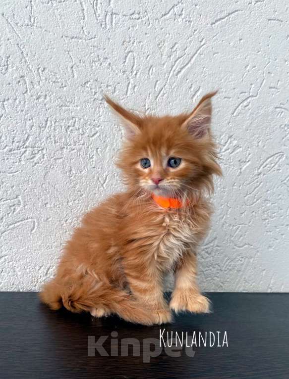 Кошки в Екатеринбурге: котенок мейн-кун Девочка, 35 000 руб. - фото 1