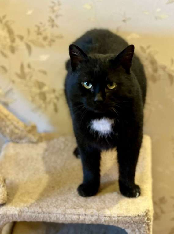 Кошки в Санкт-Петербурге: Тоша ищет дом. Стерилизован Мальчик, Бесплатно - фото 5