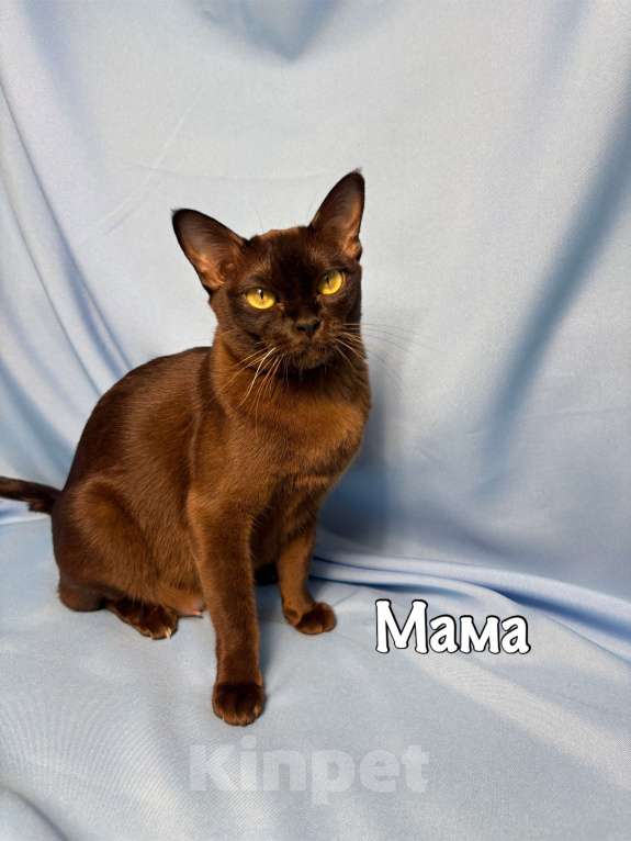 Кошки в Москве: Бурманские котята Девочка, 60 000 руб. - фото 6