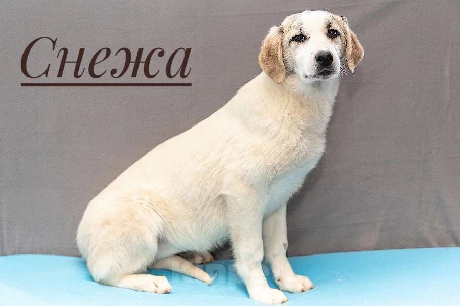 Собаки в Москве: Щенки — метисы лабрадора и бордер-колли в дар, Бесплатно - фото 1