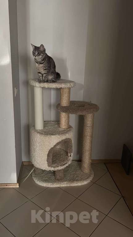 Кошки в Раменском: Пропала кошка обычна поло британка  Девочка, Бесплатно - фото 2