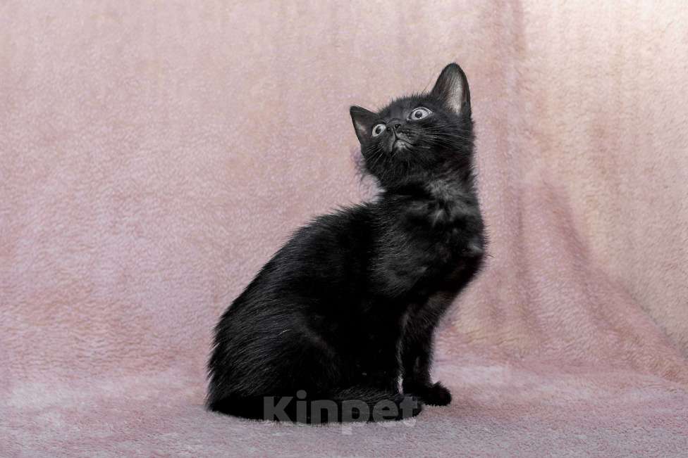 Кошки в Москве: котенок Коржик ищет дом Мальчик, Бесплатно - фото 4