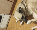 Собаки в Санкт-Петербурге: Отдам в добрые руки  Девочка, Бесплатно - фото 4