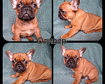 Собаки в Москве: Щенки французского бульдога Мальчик, 60 000 руб. - фото 2