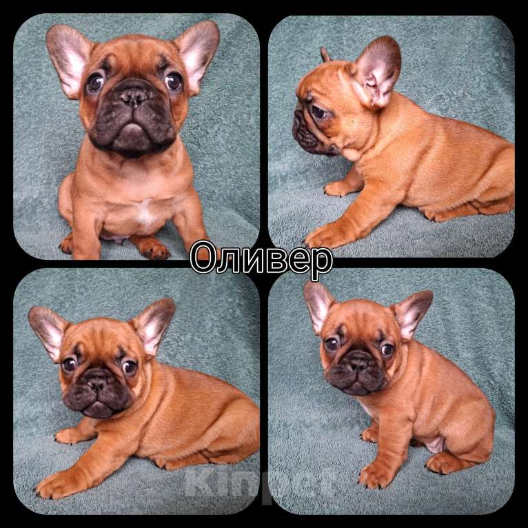 Собаки в Москве: Щенки французского бульдога Мальчик, 60 000 руб. - фото 2