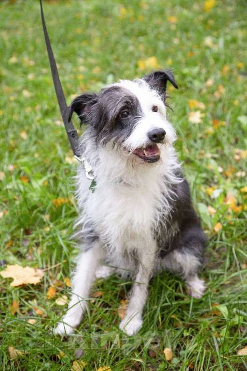 Собаки в Санкт-Петербурге: Собака в добрые руки Девочка, Бесплатно - фото 2