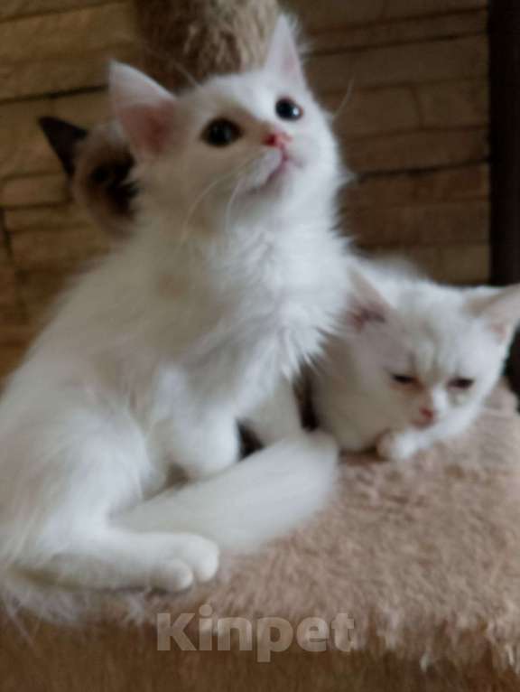 Кошки в Москве: Белые пушистики с голубыми глазами Девочка, Бесплатно - фото 5