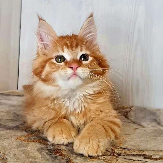 Кошки в других городах Ярославской области: Котята Мейн кун Мальчик, Бесплатно - фото 1