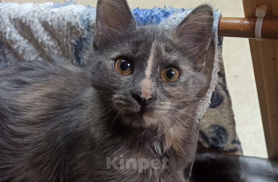 Кошки в Шахте: Добро пожаловать в котячий детский сад! У меня тут счастье на любой вкус! Девочка, Бесплатно - фото 2