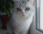 Кошки в Ангарске: Найден кот Мальчик, Бесплатно - фото 1