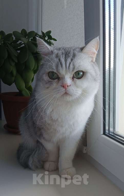 Кошки в Ангарске: Найден кот Мальчик, Бесплатно - фото 1