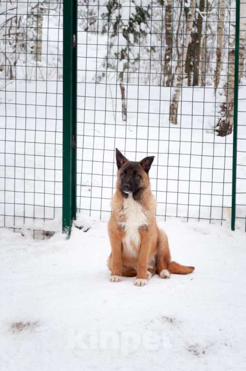 Собаки в Ногинске: Евсей в поиске дома Мальчик, Бесплатно - фото 4
