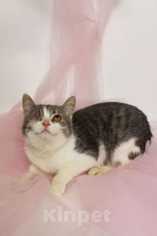 Кошки в Москве: Лаки Мальчик, Бесплатно - фото 2