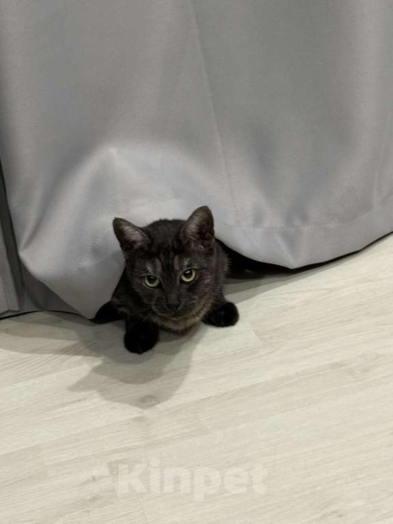 Кошки в Казани: Отдам кошку бесплатно, стерилизована  Девочка, Бесплатно - фото 2