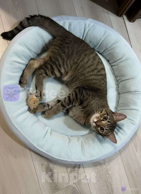 Кошки в Дзержинском: котенка хотят выкинуть из-за его активности Мальчик, Бесплатно - фото 2