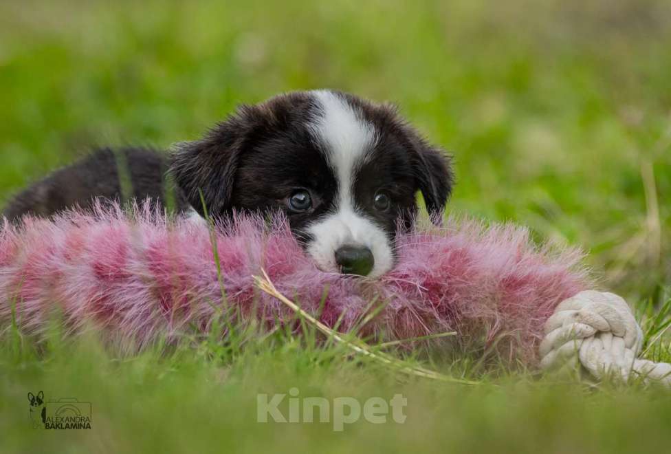 Собаки в Москве: Алеша Мальчик, 50 000 руб. - фото 3
