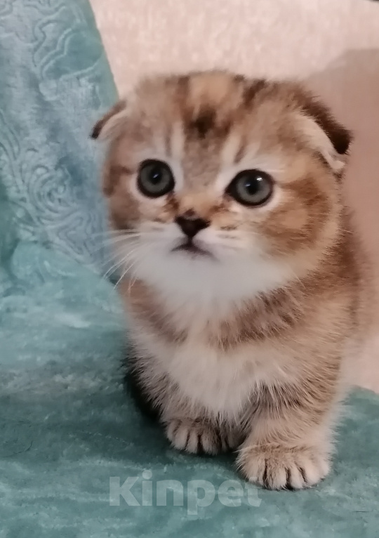 Кошки в Краснодаре: шикарная кошка скоттиш килт Девочка, 60 000 руб. - фото 3