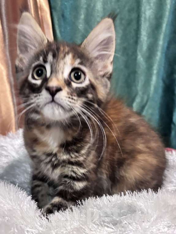 Кошки в Петергофе: Очень яркая девчоночка Девочка, 35 000 руб. - фото 3