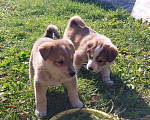 Собаки в Щербинке: Ласковый щенок Дружок в добрые руки Мальчик, Бесплатно - фото 3