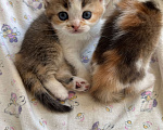 Кошки в Омске: Шотландский котенок Девочка, Бесплатно - фото 2