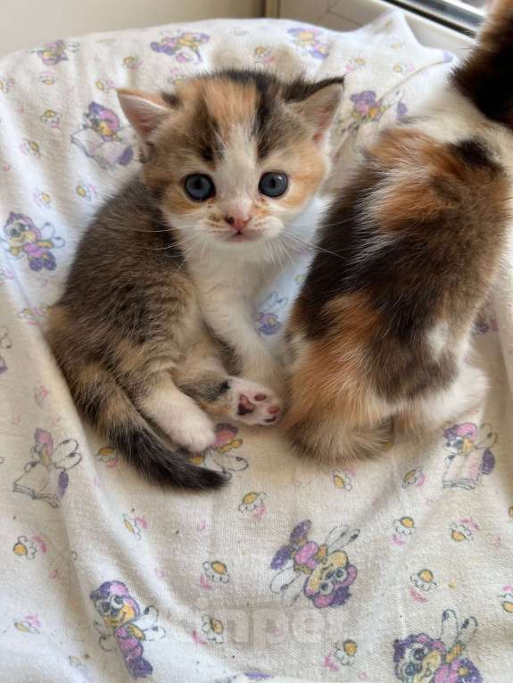 Кошки в Омске: Шотландский котенок Девочка, Бесплатно - фото 2