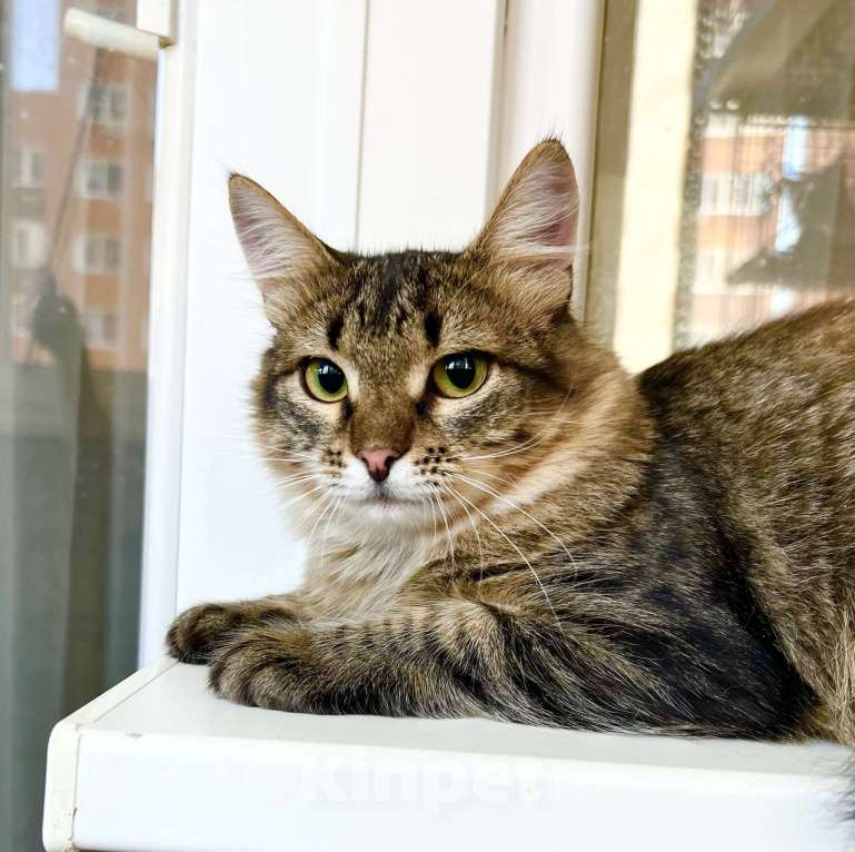 Кошки в Москве: Котик Крендель - пушистик в добрые руки Мальчик, Бесплатно - фото 1