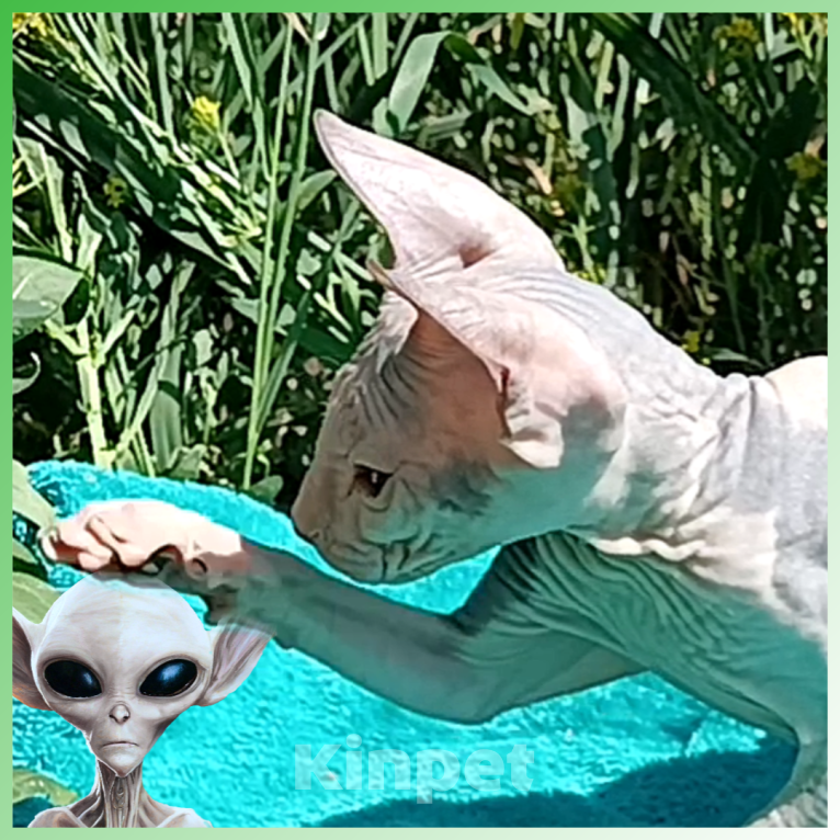 Кошки в Иркутске: Предлагаем коёнка донского сфинкса Девочка, 20 000 руб. - фото 3