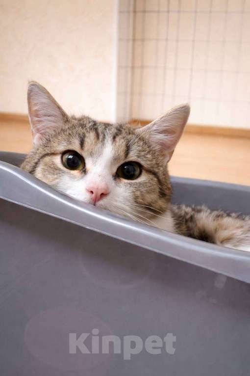 Кошки в Москве: Котенок Юкки девочка ищет дом Девочка, Бесплатно - фото 2