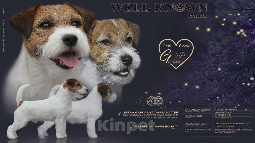 Собаки в Калининграде: Щенки джек рассел терьера Девочка, 60 000 руб. - фото 2