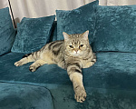 Кошки в Подольске: Отдам котика в добрые руки Мальчик, Бесплатно - фото 2