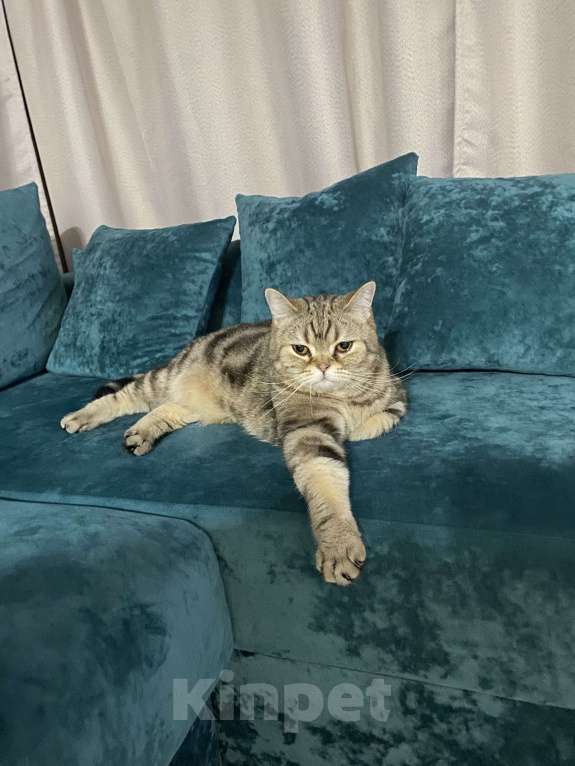 Кошки в Подольске: Отдам котика в добрые руки Мальчик, Бесплатно - фото 2