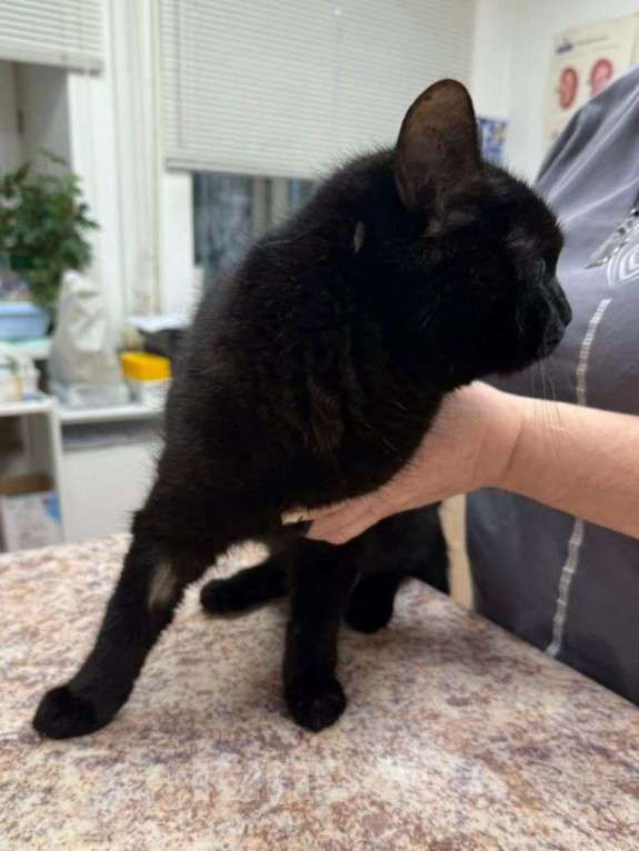 Кошки в Москве: Одноглазый котик Сеня Мальчик, Бесплатно - фото 3