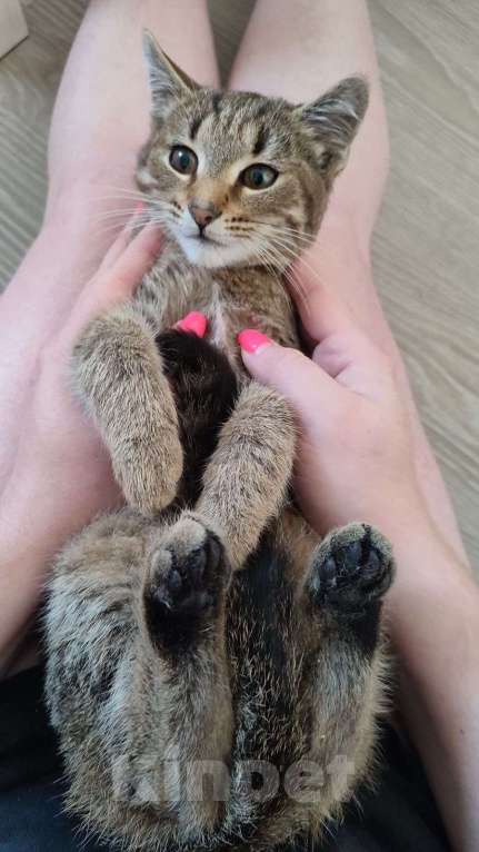 Кошки в Красногорске: Котенок Туман 5 месяцев ищет дом  Мальчик, Бесплатно - фото 2