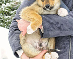 Собаки в Хотьково: Арамис ищет семью  Мальчик, 10 руб. - фото 1