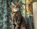 Кошки в Санкт-Петербурге: Кошечка для души Девочка, Бесплатно - фото 3