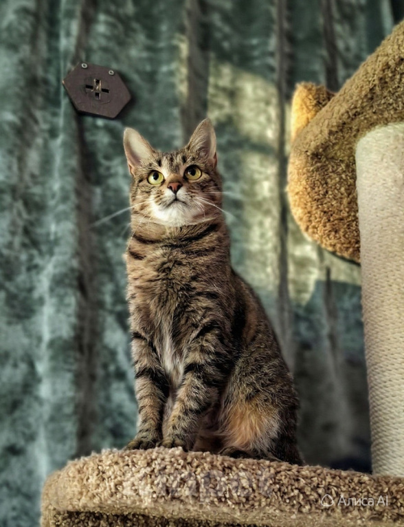 Кошки в Санкт-Петербурге: Кошечка для души Девочка, Бесплатно - фото 3