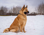 Собаки в Москве: Красавица Злата в поисках дома Девочка, Бесплатно - фото 3