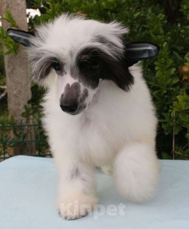 Собаки в Феодосии: Пуховая девочка китайской хохлатой собачки Девочка, Бесплатно - фото 5