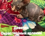Кошки в Армавире: Продаются котята канадского сфинкса  Девочка, Бесплатно - фото 1