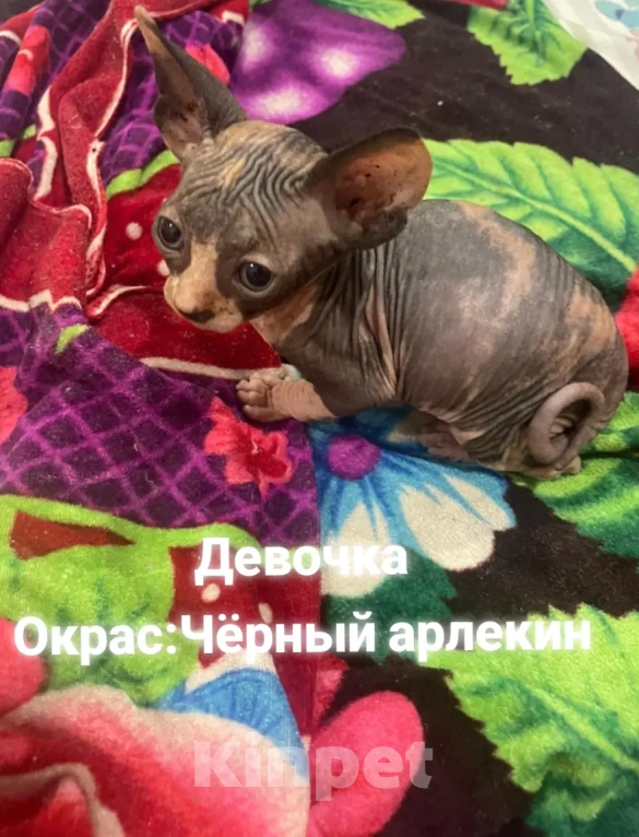 Кошки в Армавире: Продаются котята канадского сфинкса  Девочка, Бесплатно - фото 1