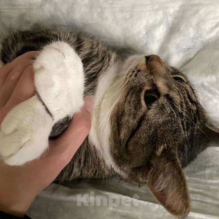 Кошки в Москве: Самый ласковый котик на свете уже год живет на передержке Мальчик, Бесплатно - фото 4