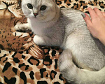 Кошки в Подольске: Кот на вязку, 3 500 руб. - фото 2